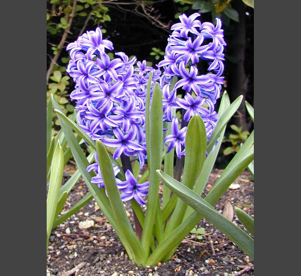 Hyacinthus
