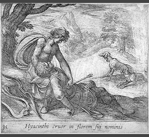 Hyacinthus